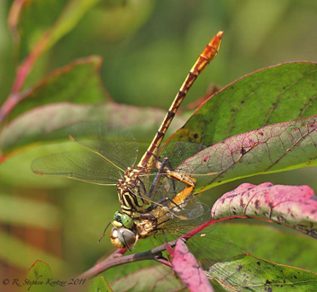 Dromogomphus armatus, female